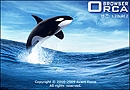 Orca Browser V1.2 Build 6 (ѱ)