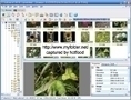 XnView V1.98 Beta 4